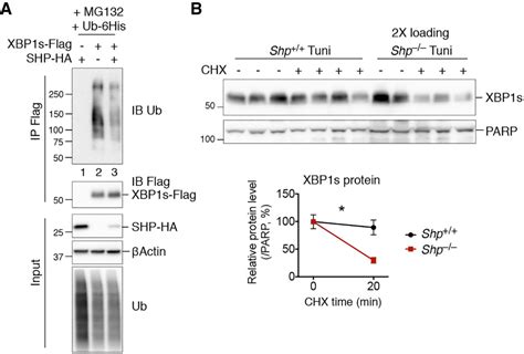 The Orphan Nuclear Receptor SHP Regulates ER Stress Response By