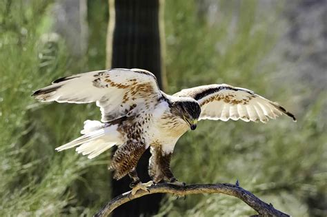 Hawks In Illinois: 10 Spectacular Species You Need To See