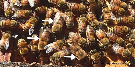 Honey Bee Drones: Why They are Important- Carolina Honeybees