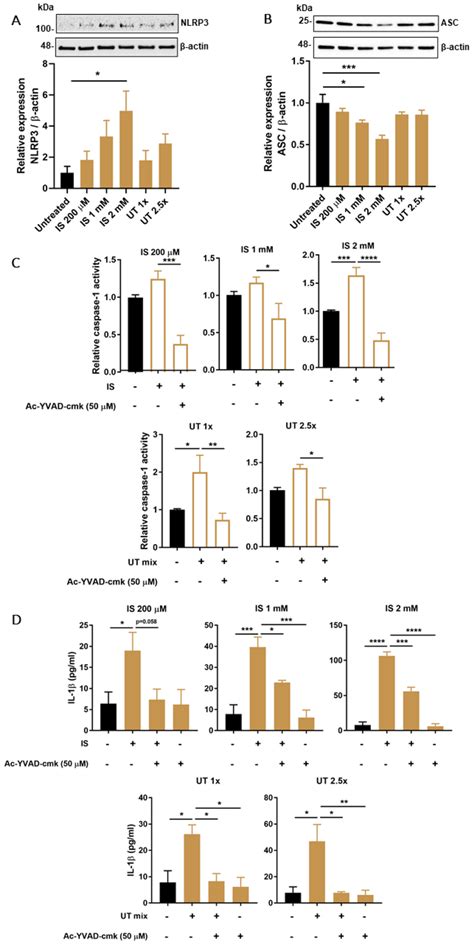 Effect Of PBUTs On Protein Levels Or Functional Activity Of NLRP3