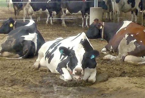 Cómo Mitigar Los Efectos Del Estrés Por Calor En El Ganado Bovino Contexto Ganadero Noticias