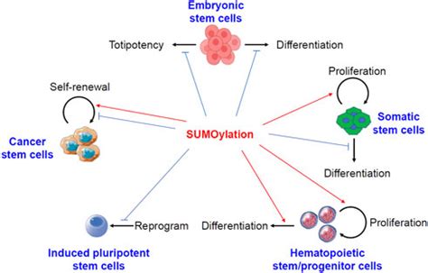 Frontiers Protein Sumoylation In Normal And Cancer Stem Cells