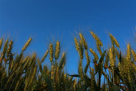 Banco De Imagens Rvore Plantar C U Campo Prado Trigo Pradaria