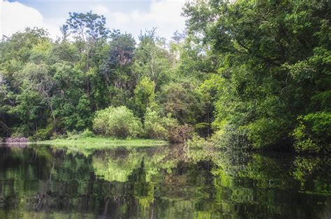 Gum Slough Enters The Withlacoochee River Florida Paddle Notes