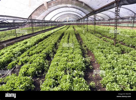 Cultivo de hortaliças em estufas Stock Photo Alamy