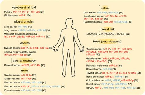 Rnas In Various Human Body Fluids Mirnas Can Be Detected In Various