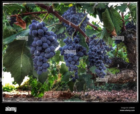 Carignan grape hi-res stock photography and images - Alamy