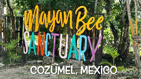 Mayan Bee Sanctuary Cozumel Mexico YouTube