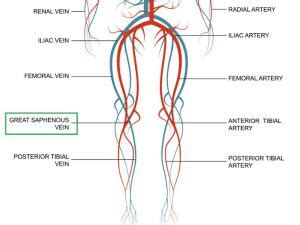 What Is The Saphenous Vein | Blog | USA Vein Clinics