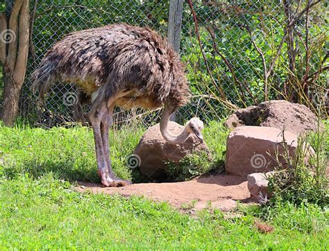 Ostrich Is One Or Two Species Of Large Flightless Birds Native To