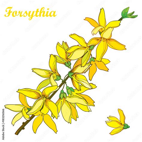 Vector Branch With Outline Forsythia Flower Bunch And Leaves In Yellow