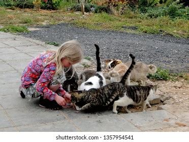 Young Blonde Girl Feeding Stray Cats Stock Photo 1357954541 | Shutterstock