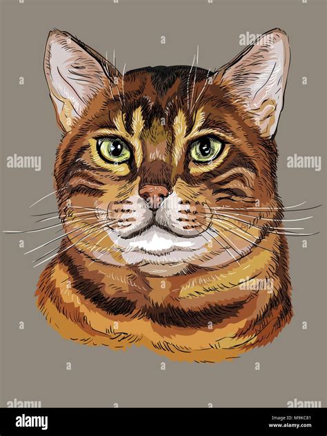 Vector outline colorful portrait of tabby curious Bengal Cat in black, orange and brown colors ...