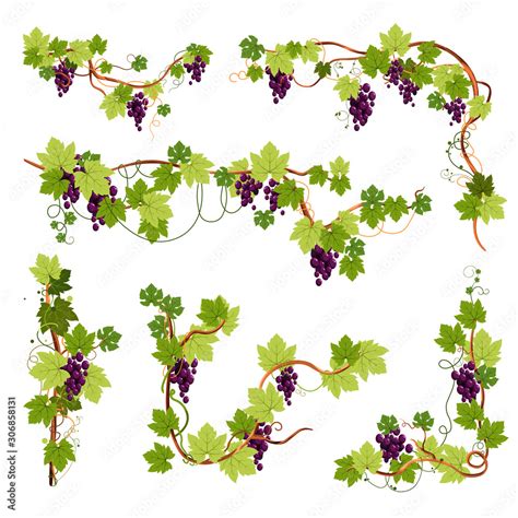 Vine Decor Grapes Bunches On Branches Or Twigs Isolated Icons Stock