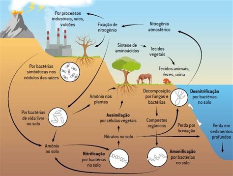 Ciclos biogeoquímicos nitrogênio oxigênio carbono água Cola da Web