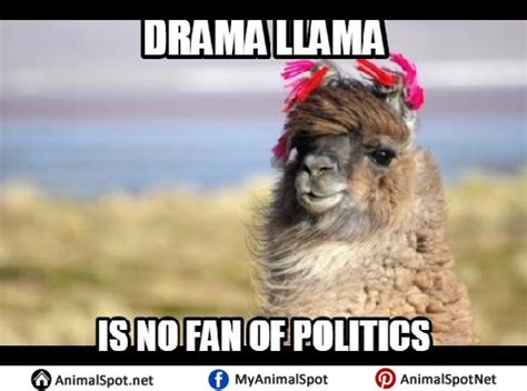 Llama Memes