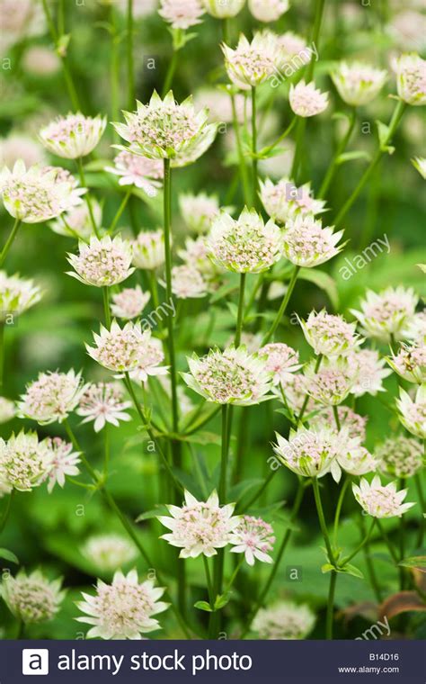 Astrantia Major Rosea Stock Photo Royalty Free Image 17923058 Alamy