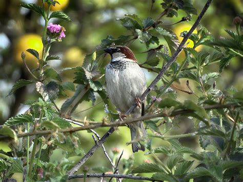 Nature Oiseau Faune En Plein Photo Gratuite Sur Pixabay Pixabay