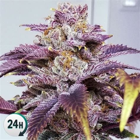 Auto Somango GB Strains Cannabis Strain Info