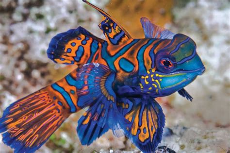 colorful fish species ranked  beauty