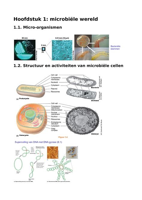 Microbiologie Schema Hoofdstuk Microbi Le Wereld Micro