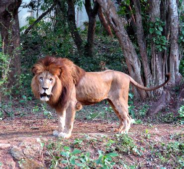 Nandankanan Zoological Park