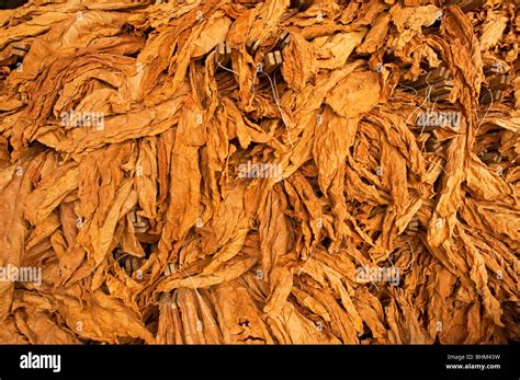 Tobacco leaves drying Stock Photo - Alamy