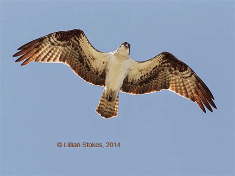 STOKES BIRDING BLOG: Hawks On The Move Now, Its Migration Time!