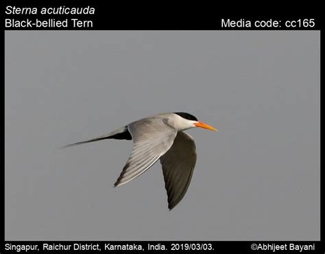 Sterna Acuticauda J E Gray Black Bellied Tern Birds