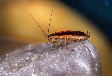 Cockroach Found Living In A Mans Ear For Three Days