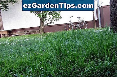 Savjeti Za Svrbe Va Eg Travnjaka Savjeti Vrtlari Hr Ezgardentips