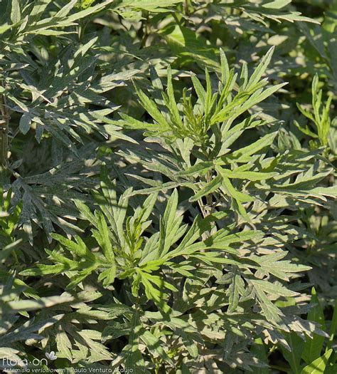 Artemisia Verlotiorum Flora On