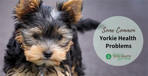 Yorkie Health Problems & Life Span