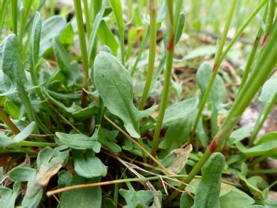 Sheep Sorrel: Pictures, Flowers, Leaves & Identification | Rumex acetosella