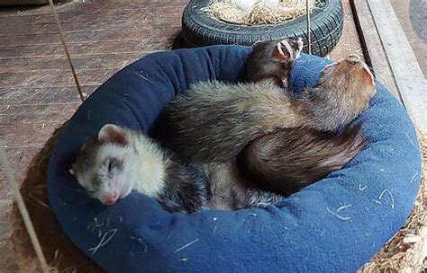 10 Fun Facts About Ferrets Discover Walks Blog