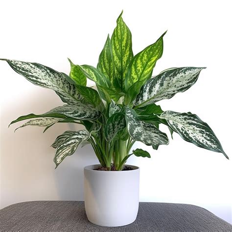 Premium AI Image A Potted Plant With Green And White Leaves Is