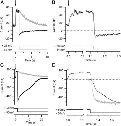 Current Changes Induced By Voltage Jumps A And B Currents Activated