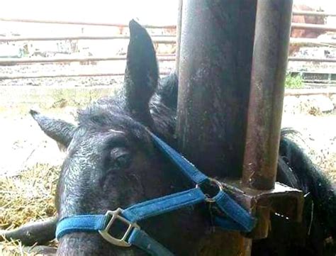 A Halter Can Be A Deadly Weapon More Than A Rescue