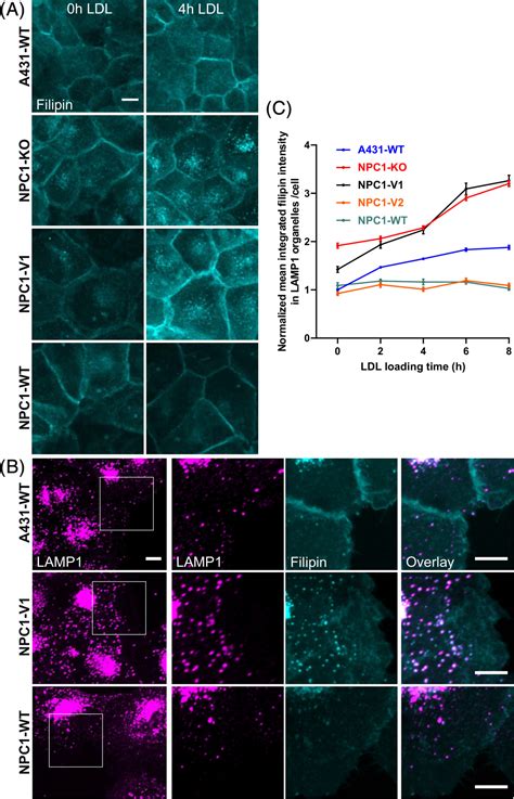 Highcontent Imaging And Structurebased Predictions Reveal Functional