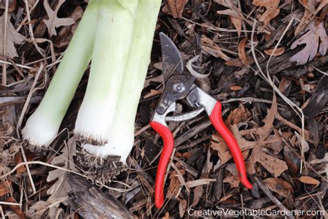 Creative Vegetable Gardener:Harvesting Leeks Like a Pro: Tips from the Garden - Creative ...