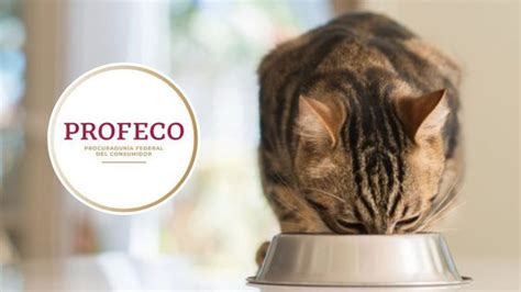 Cu Les Son Las Mejores Marcas De Croquetas Para Gato Seg N Profeco