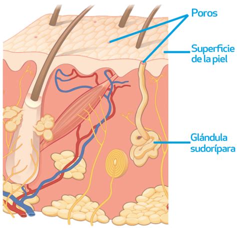 Por Qu Sudamos Y Qu Es El Sudor Driosec
