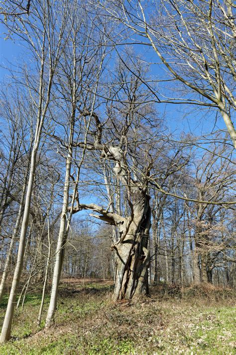 Eiche Bei Gut Nehmten Monumentale Eichen Von Rainer Lippert