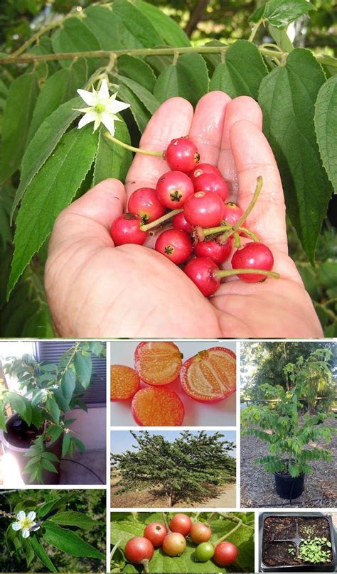 Cotton Candy Berry Aratiles Kerson Fruit | Exotic fruit, Heirloom ...