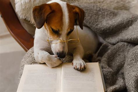 Wishbone Dog