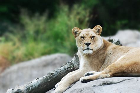 Banco de imagens animais selvagens jardim zoológico pele natural