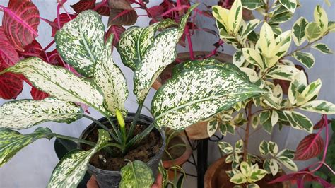 Aglaonema Chinese Evergreen Houseplants Growing And Care Guide Youtube