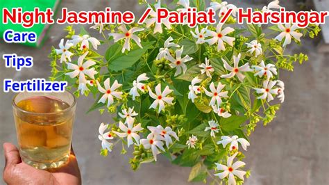 Night Jasmine Parijat Harsingar Plant Grow And Care Tips Fertilizer