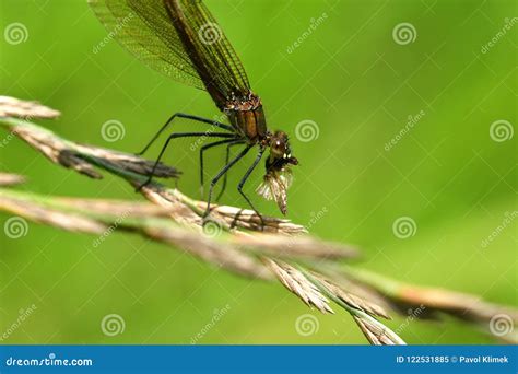 Dragonfly Hunting For Mosquito And Eating A Fly Stock Image Image Of