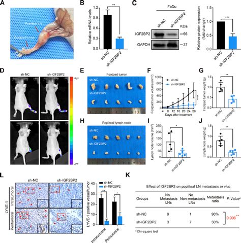 Igf Bp Knockdown Suppresses Lymphatic Metastasis And Lymphangiogenesis